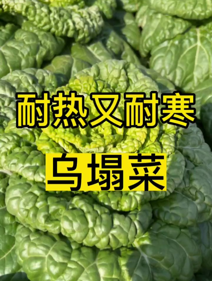 乌塌菜,黄心乌塌菜,黑心乌塌菜,耐热又耐寒-度小视