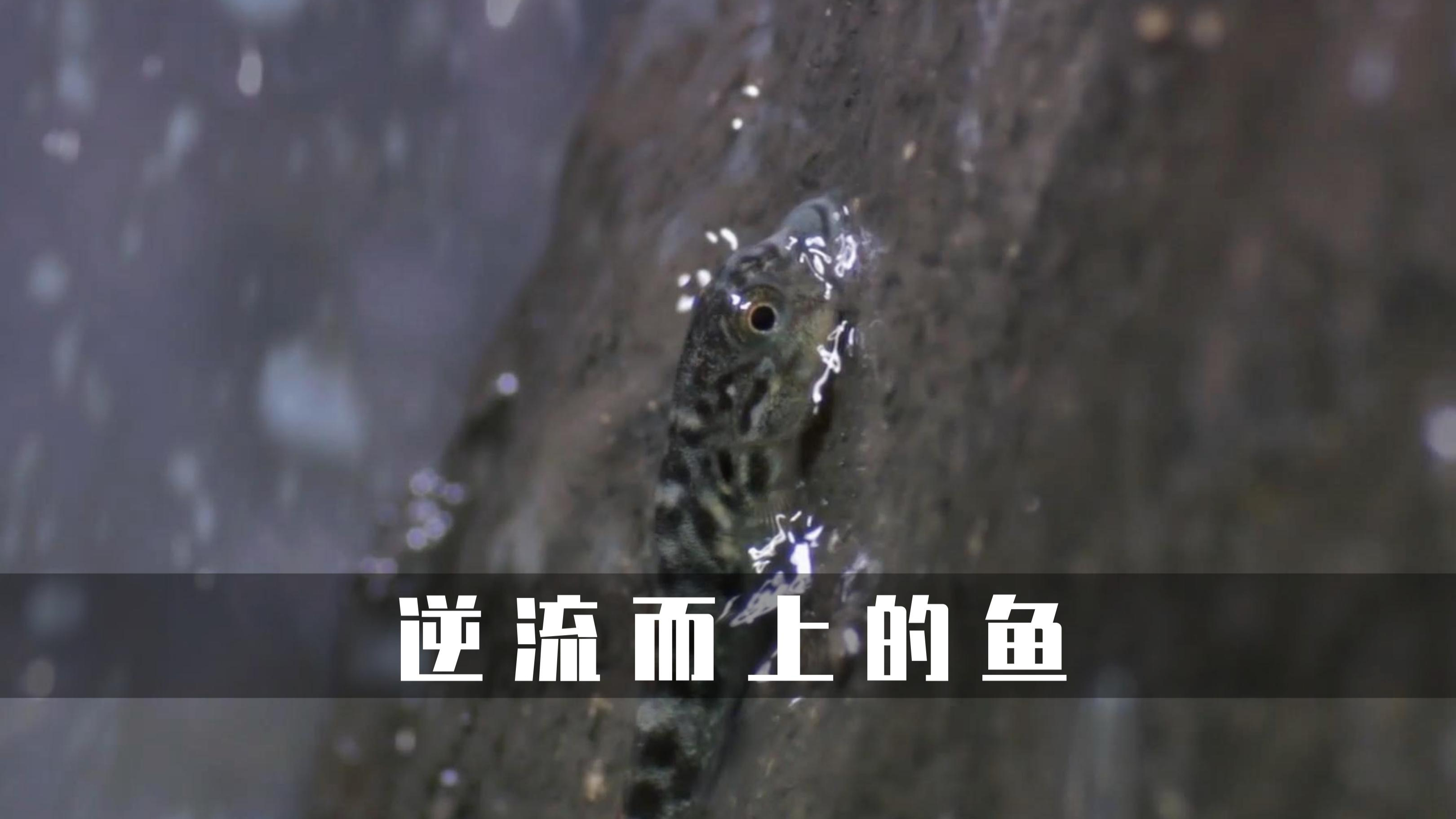 会攀岩的小虾虎鱼