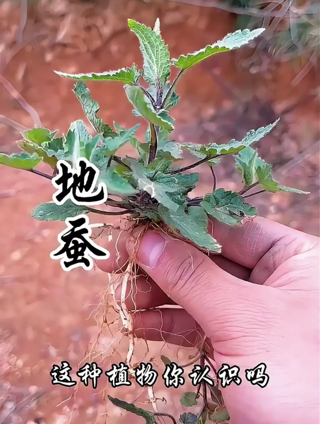 甘露子别名地蚕外形奇特如宝塔更是被赋予了冬虫夏草的美名