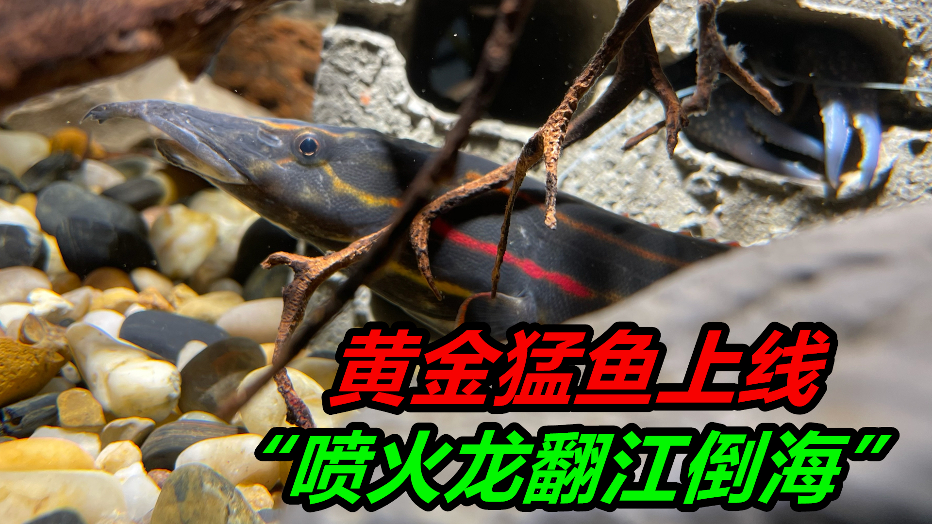 “黄金猛鱼”到了，本想把它养在原生鱼缸，奈何“喷火龙”太凶