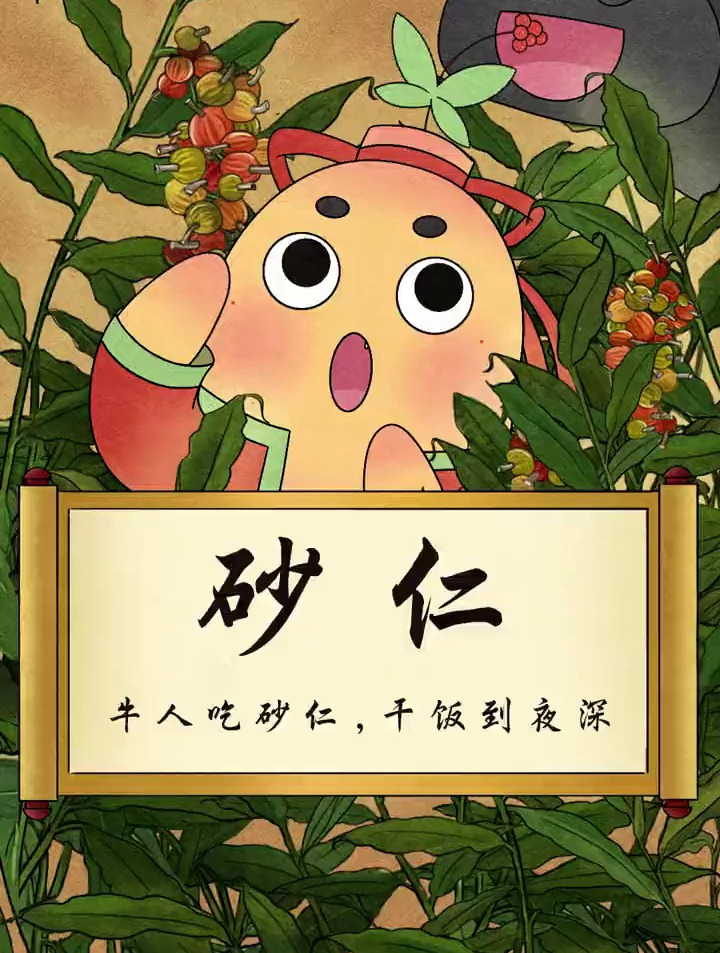 百晓参:干饭人,干饭魂,干饭不能缺砂仁!