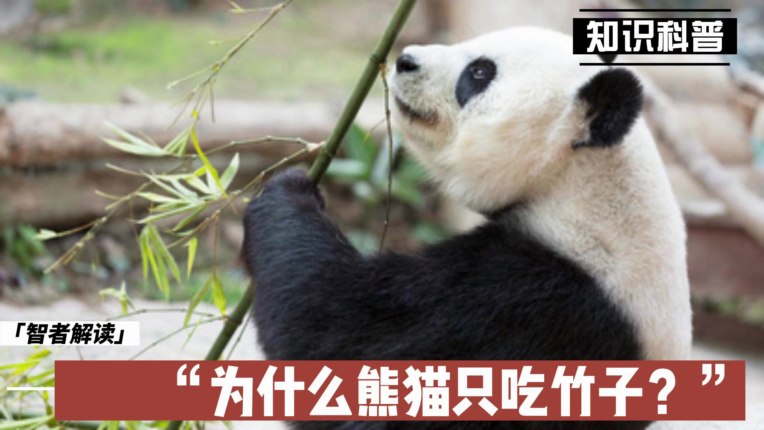 为什么熊猫只吃竹子?