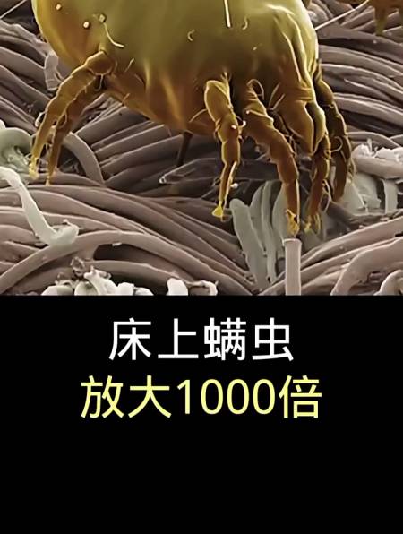 床上螨虫放大1000倍,你见过吗?-度小视