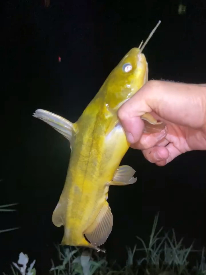 夜钓黄辣丁,饵里加点"料",鱼竿差点被拉断!