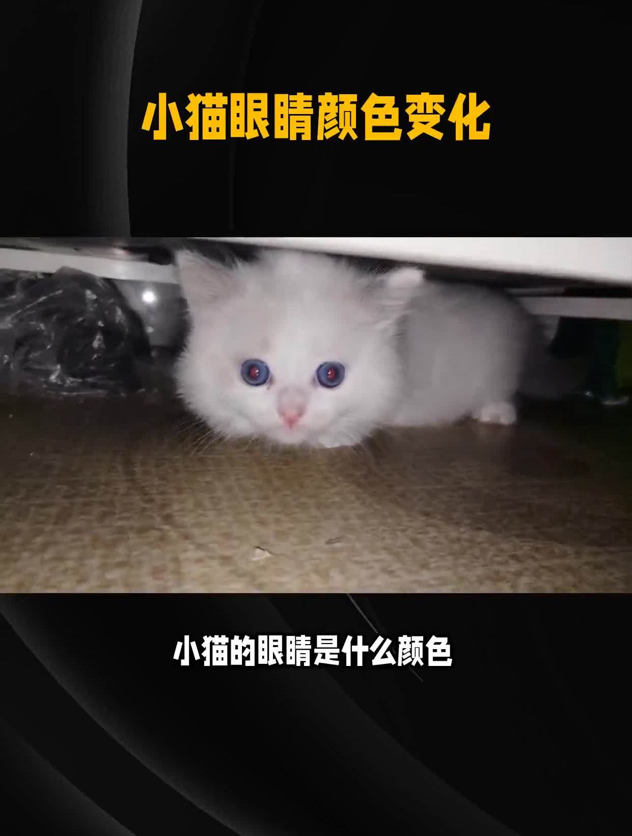 小猫眼睛颜色多大确定图片