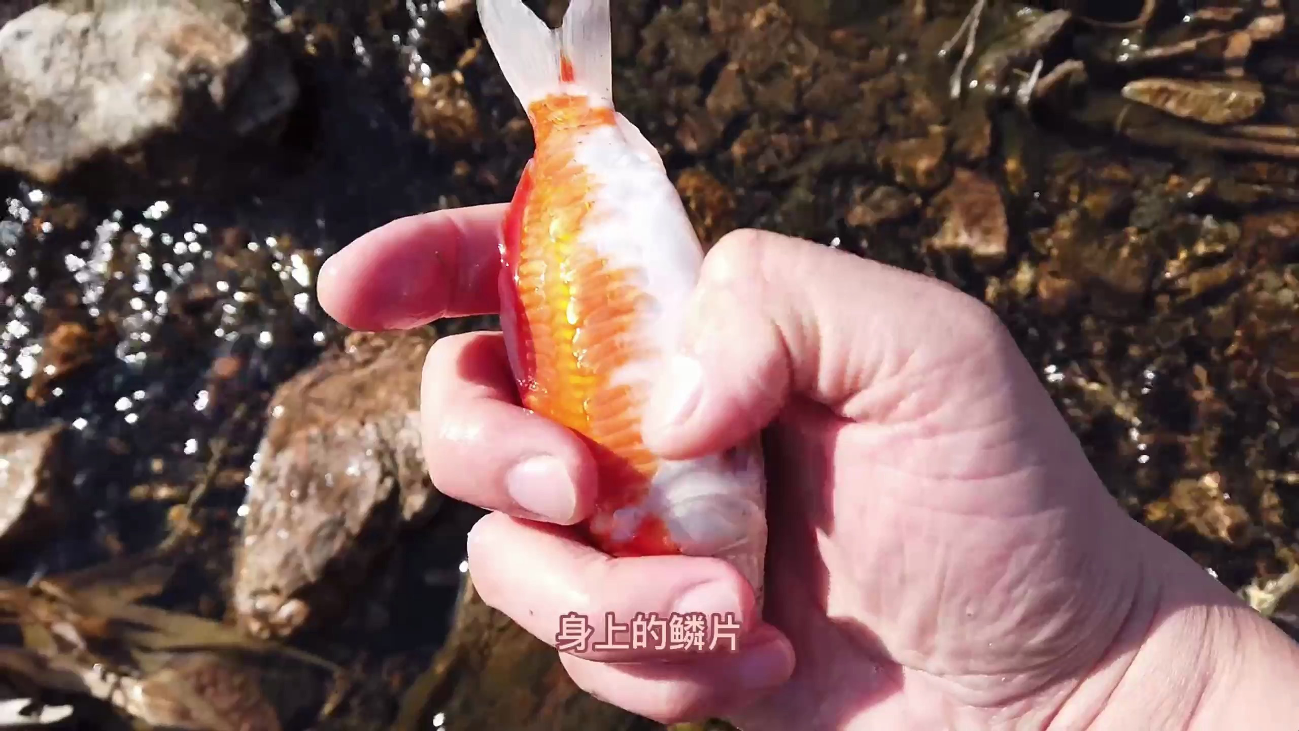 在被冰封住的河里,紧急拯救被随意放生的观赏鱼,有的都被冻僵了