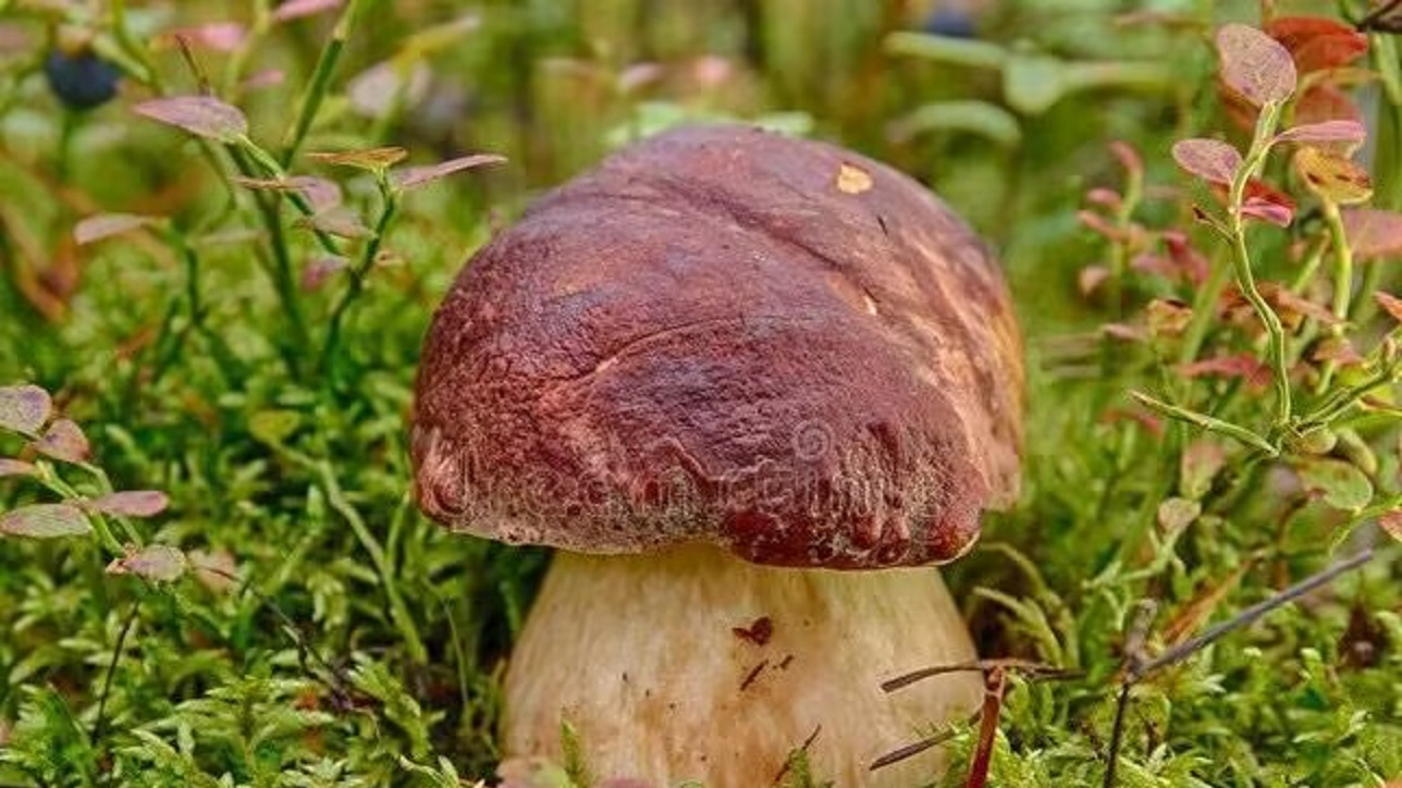 哇哇美味牛肝菌