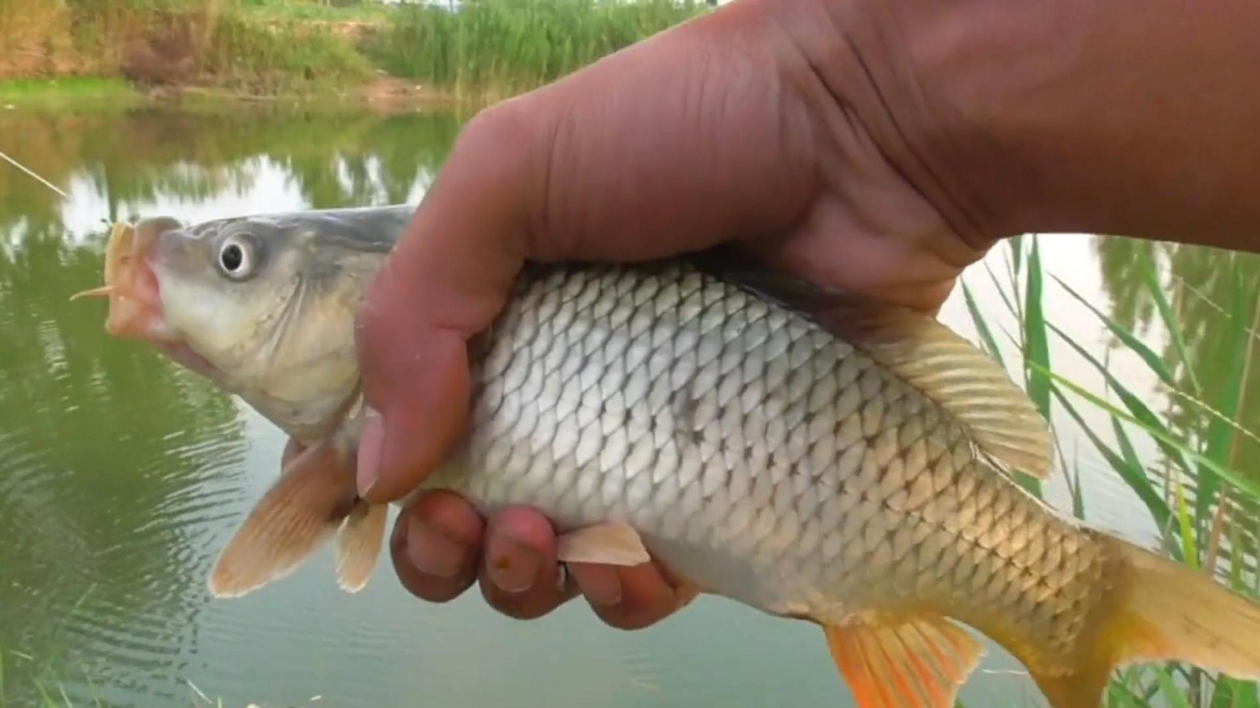 春季野外钓鲤鱼,就用这一招,一次至少能钓一条大鲤鱼