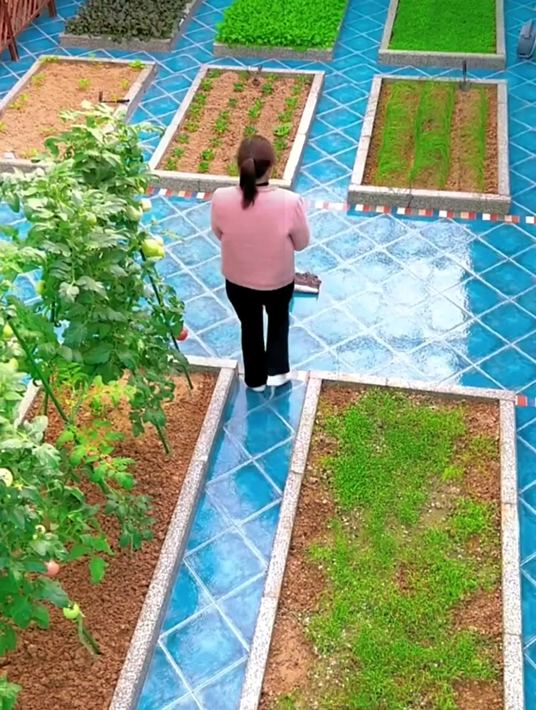 自己家小菜园种的,绿色小青菜家庭小菜园!