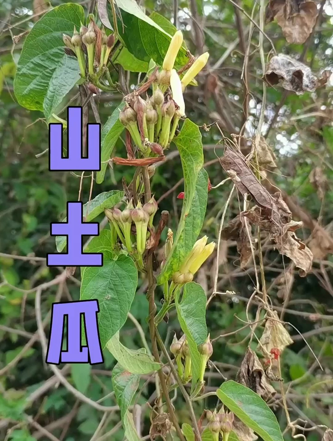 植物科普:山土瓜,懂的人常会挖它的块茎备用-度小视
