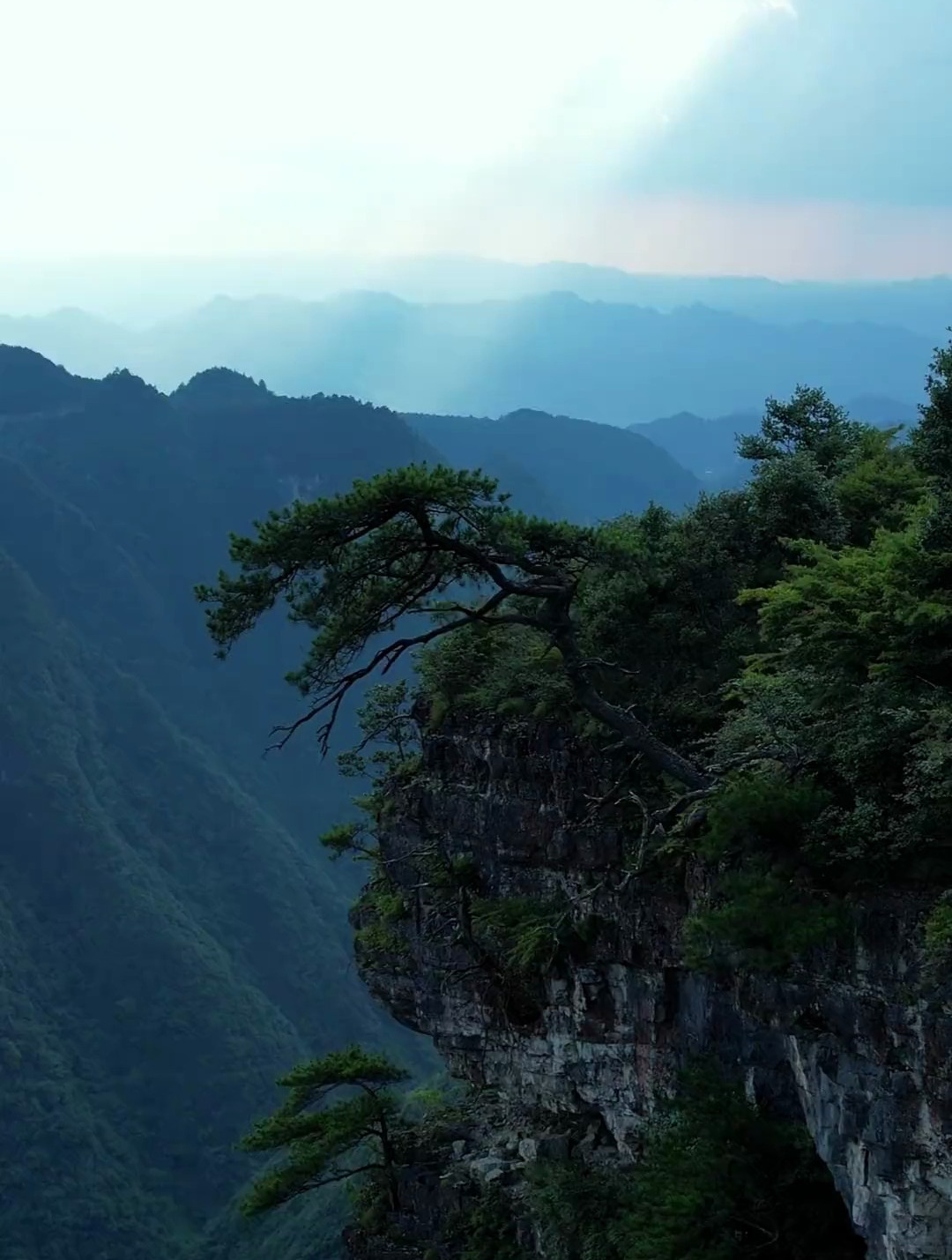 贵州深山惊现一棵古松树,可惜它生错了地方,一生未遇名山