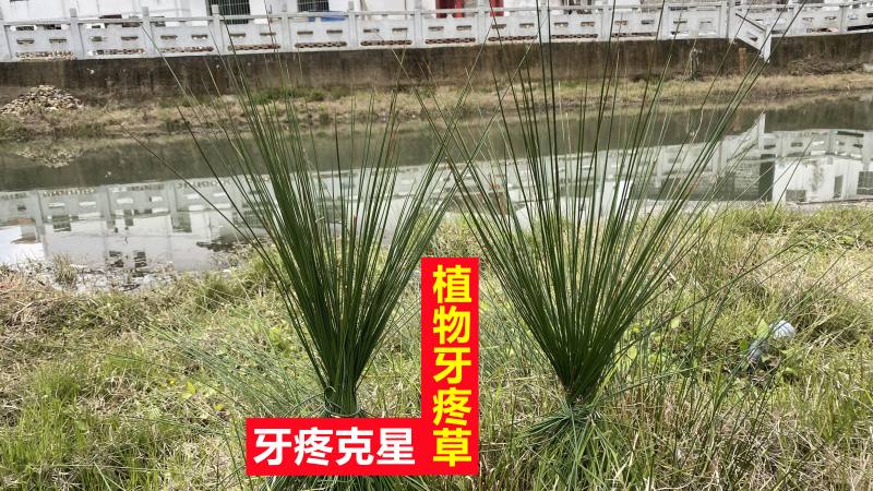 河边长的牙痛草市场要买120一斤很多人不知道大家来看看