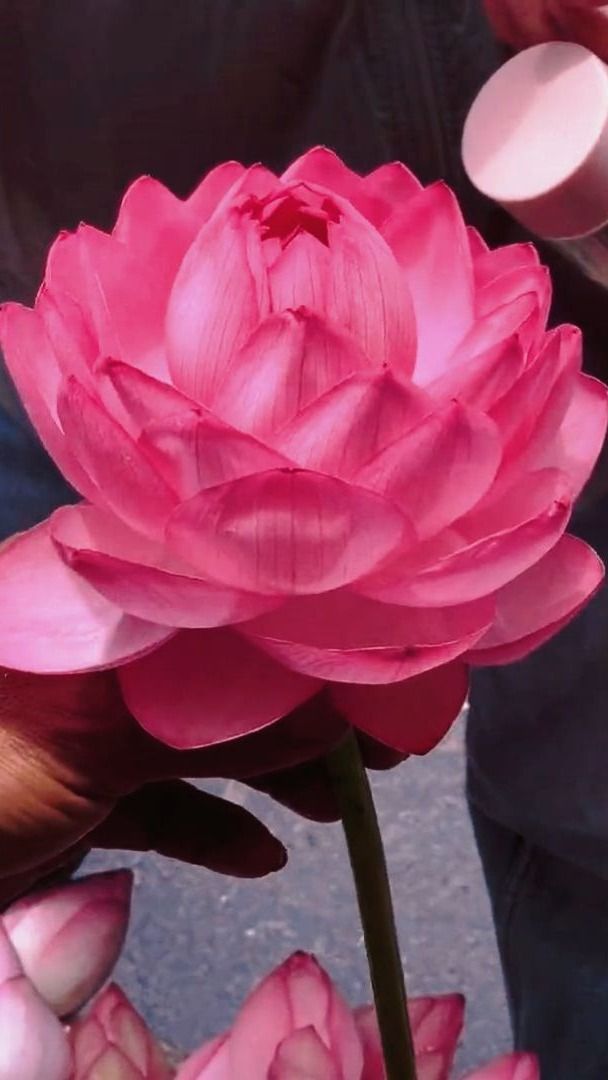 荷花盛开 好运莲莲