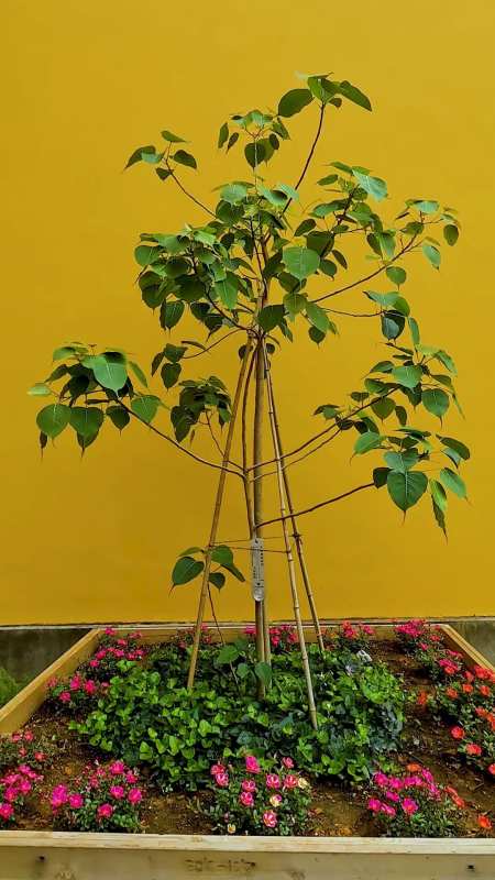 灵隐寺新植一棵菩提树苗,长势喜人-度小视