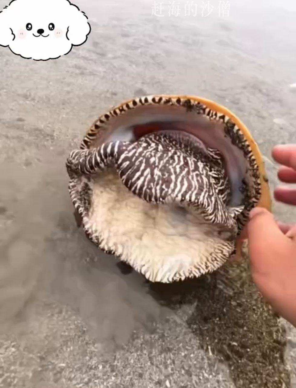 今儿个海边捞了不少螺,第一次见这么大的椰子螺呢