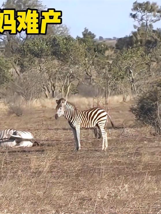 斑马妈妈在生小斑马时难产了,最后他们能母子平安吗?