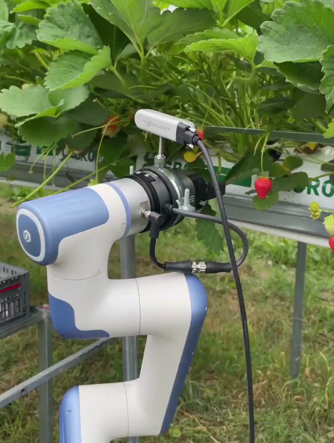 mifood机器人-草莓自动采摘机器人