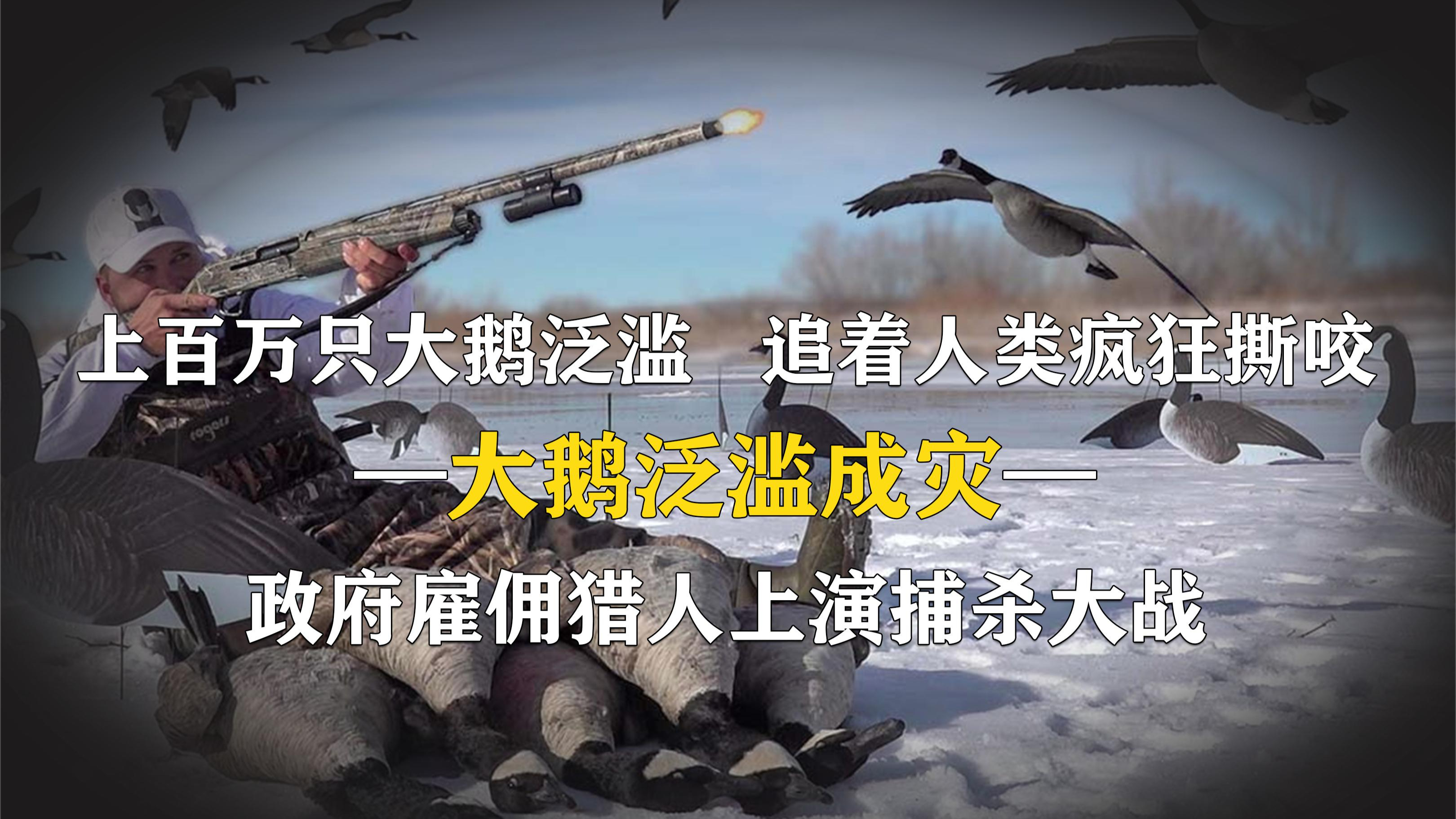 450万只大鹅泛滥成灾,追着人类疯狂撕咬,政府雇佣猎人发枪猎杀