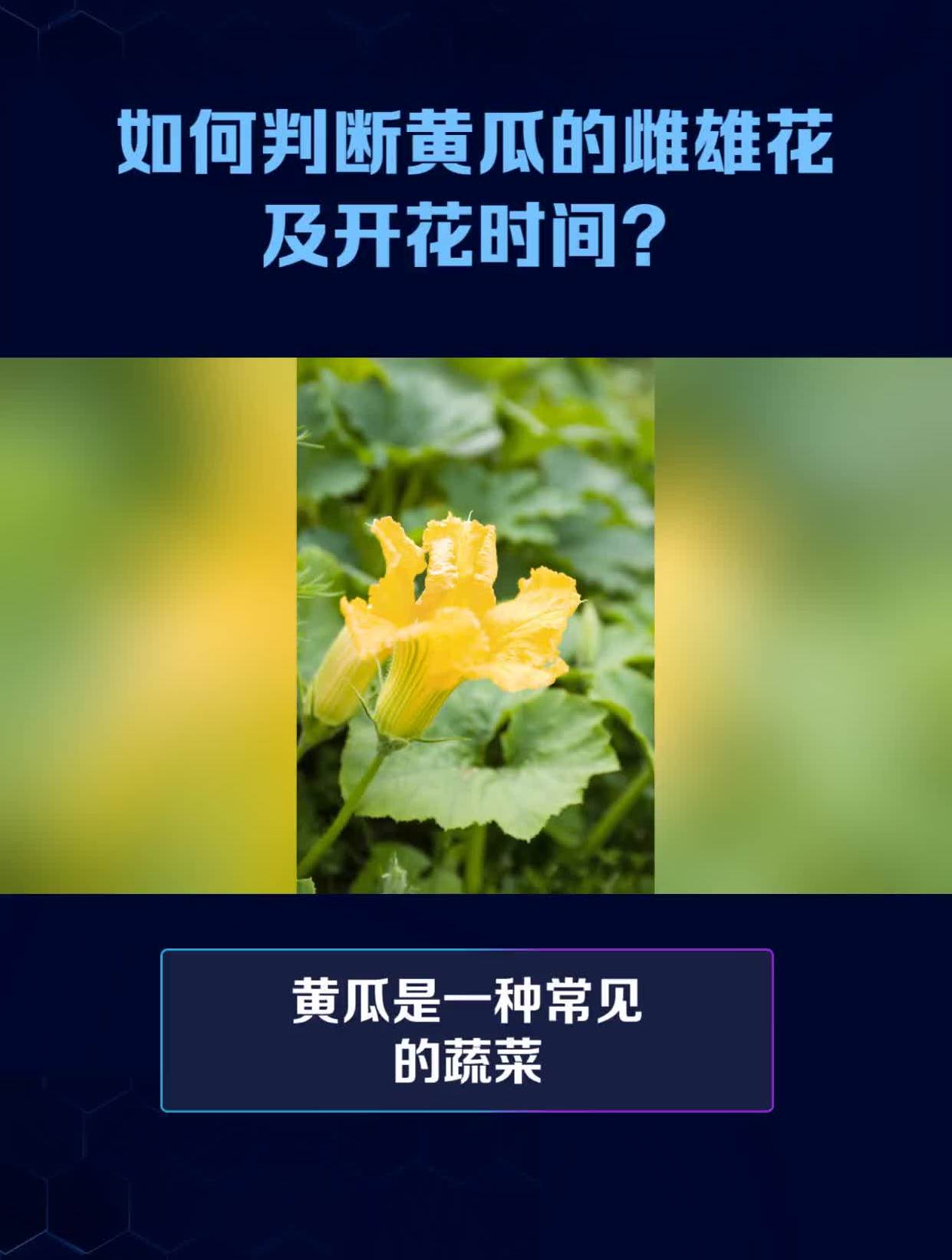 黄瓜花 雌雄图片