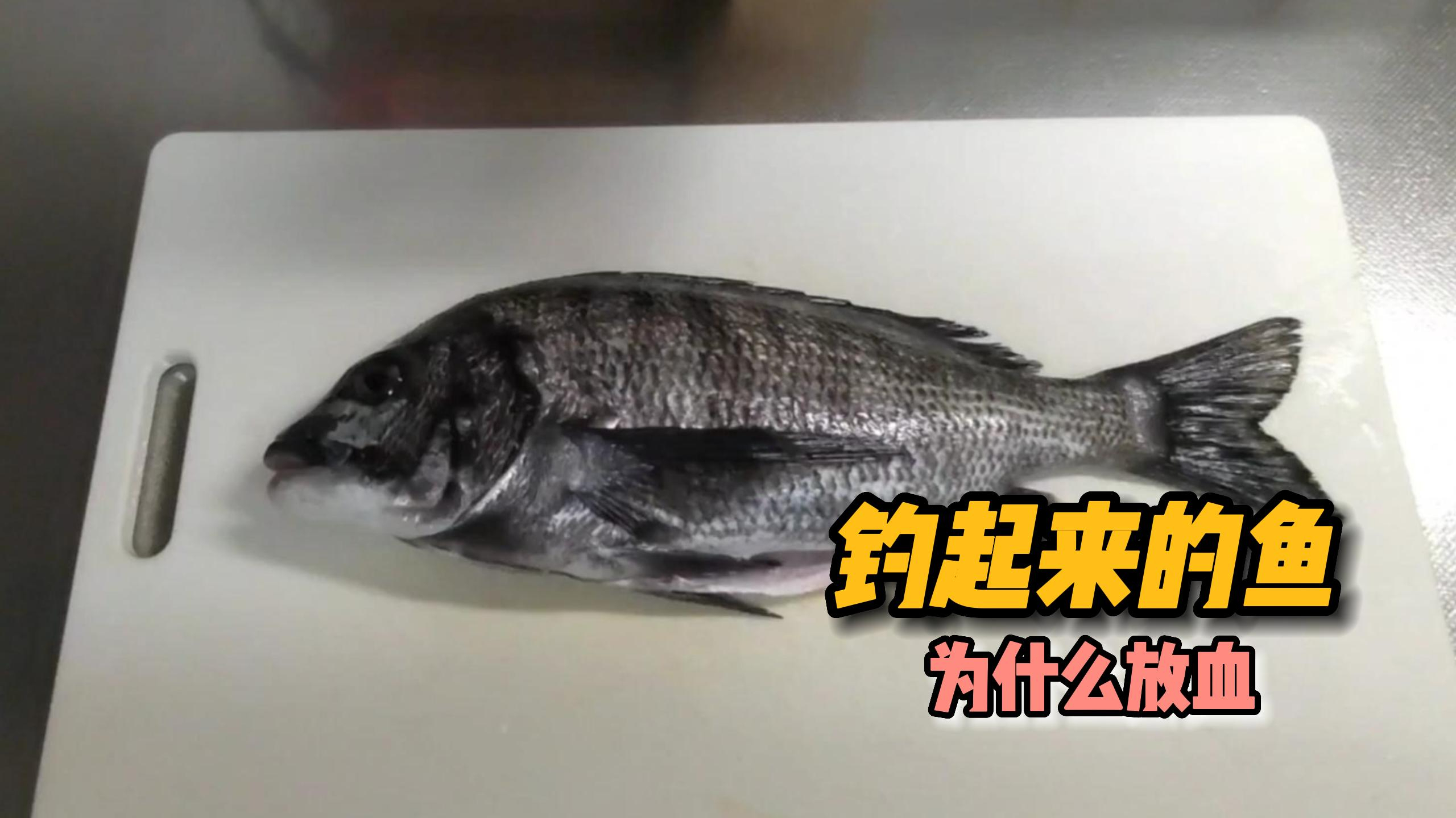 海钓时为什么要给钓起来的鱼放血 有什么好处呢?