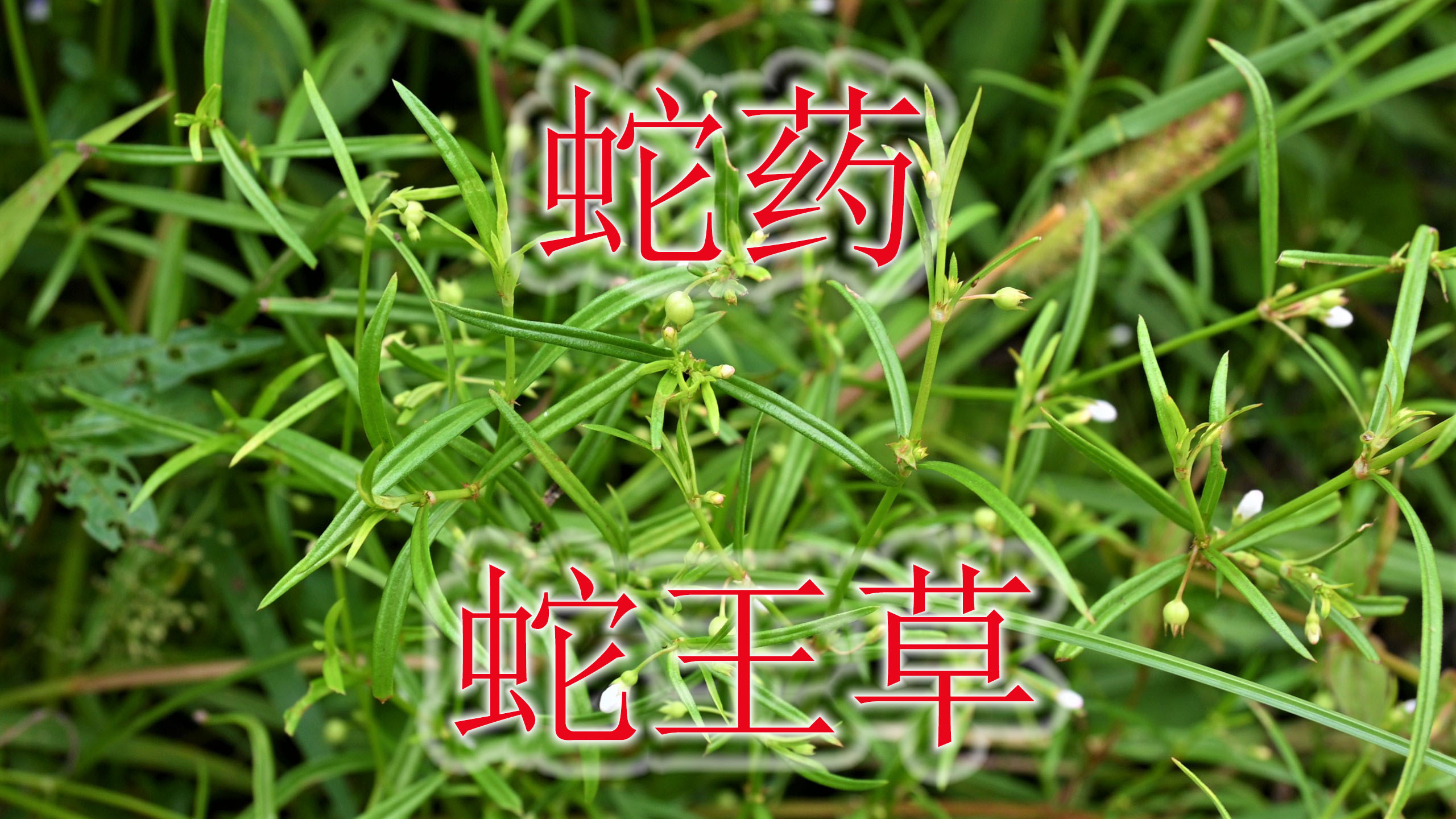 蛇药“白花蛇舌草”认识吗?植物别称“蛇王草”,常有人当凉茶