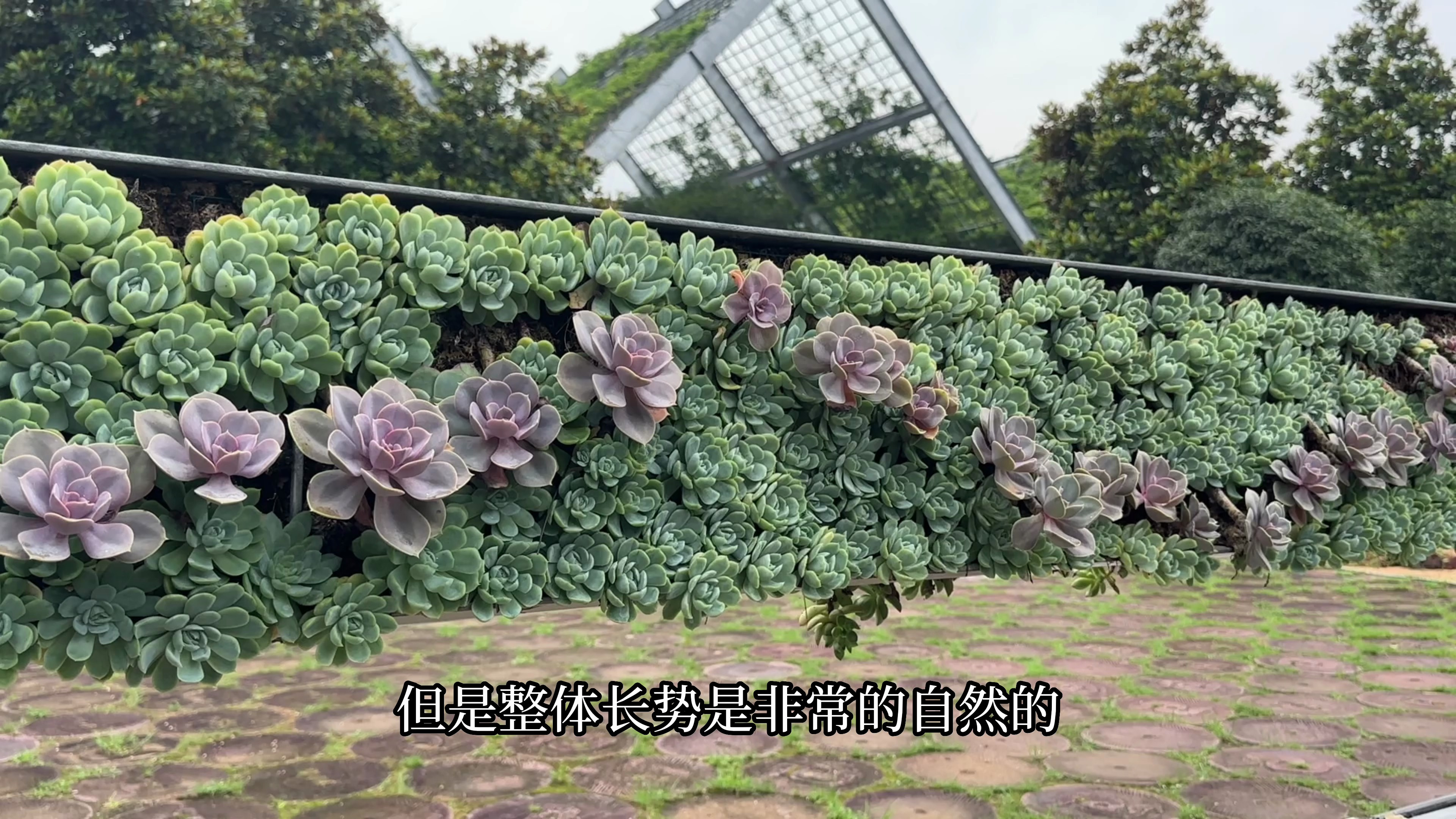 40度的高温天,去看一下养护了8个月的门框上的多肉