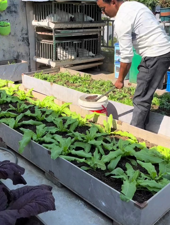 楼顶种菜,教你一招施肥方法,能让青菜长的快又水嫩