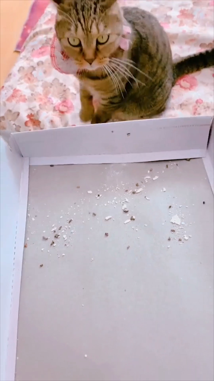 爱宠_猫我怀疑它和老鼠是好基友不然咋这么多老鼠屎啊