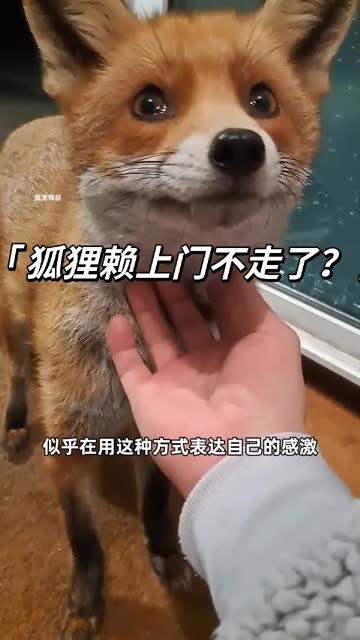 网友好心给狐狸一些吃的,没想到它竟然拖家带口上门住在了网友家.