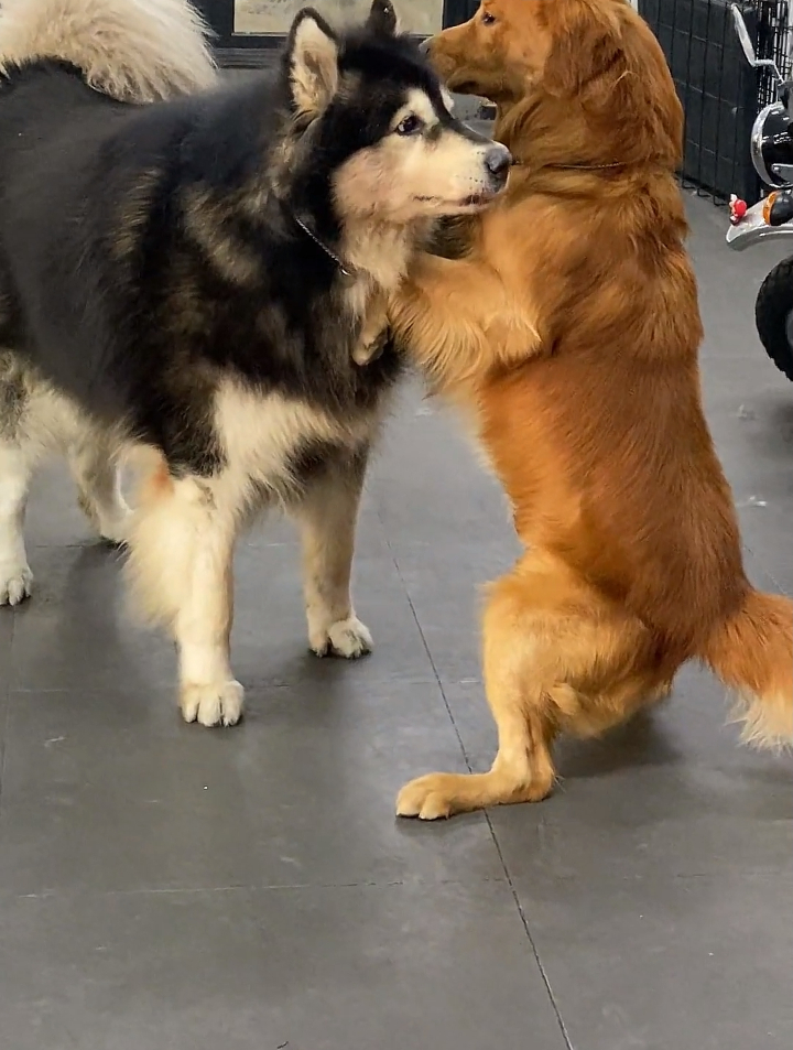 金毛跟阿拉斯加打架直接被逼到站立