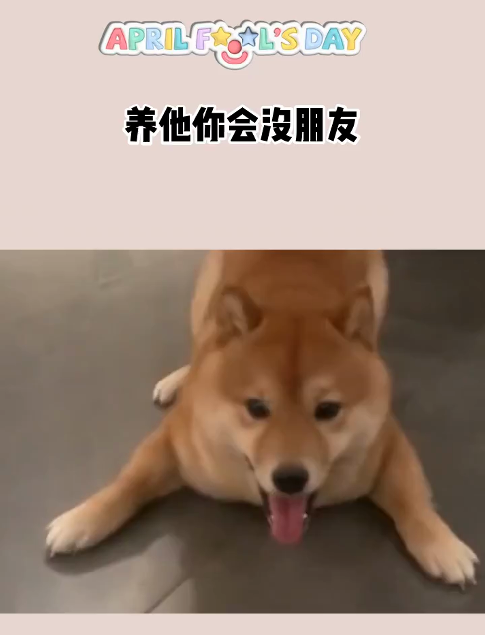 柴犬武士刀图片