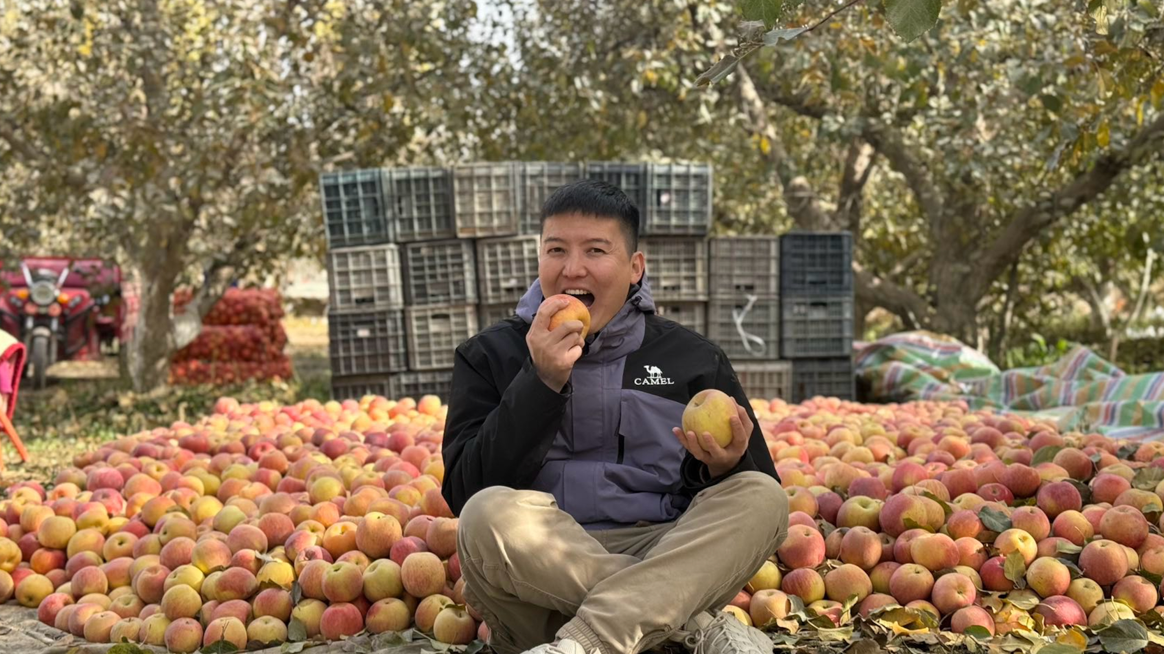 新疆阿克苏冰糖心苹果是病变？3次霜形成糖心，脆甜爽口甜过初恋