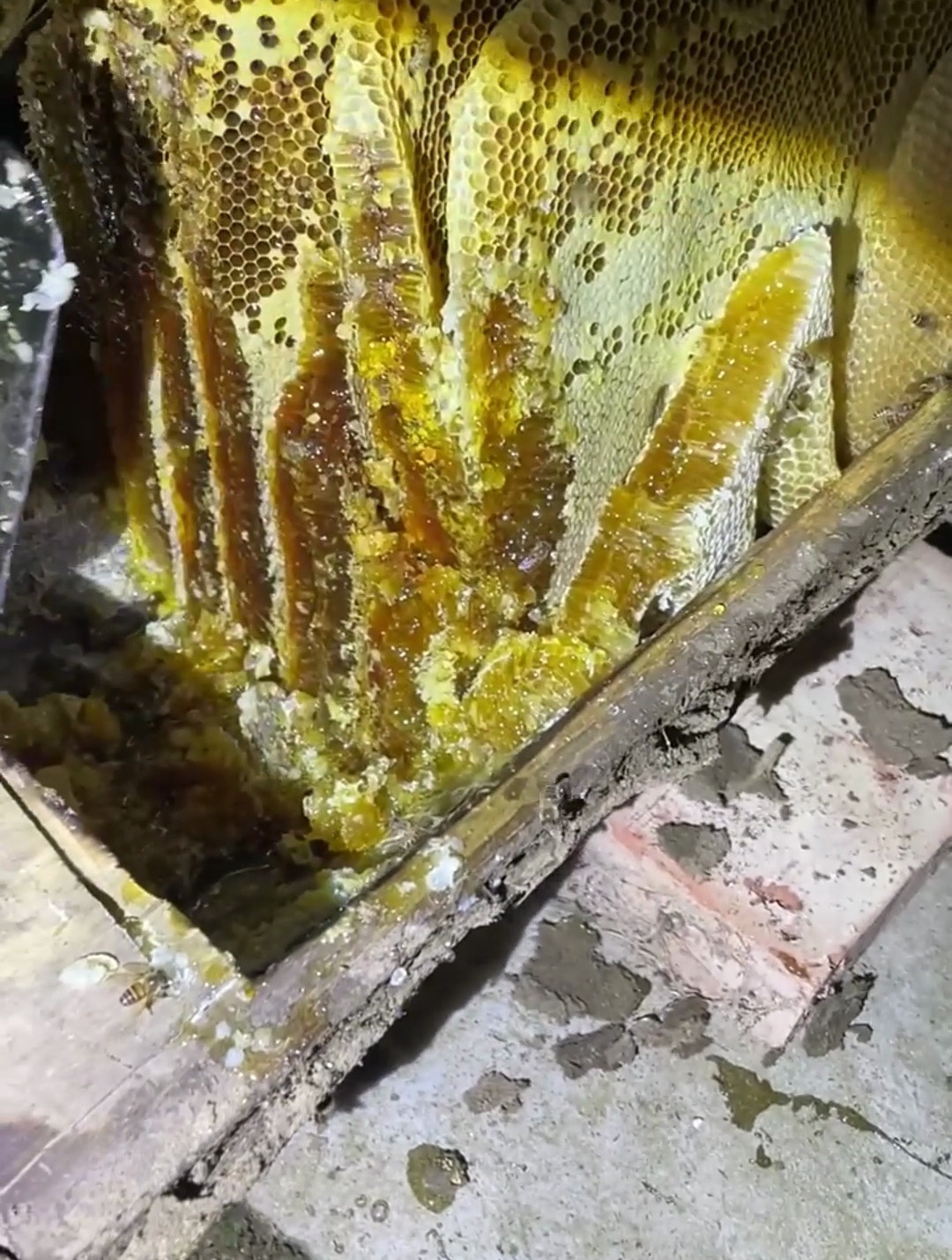 正宗土蜂蜜 地道的农村人的土蜂蜜