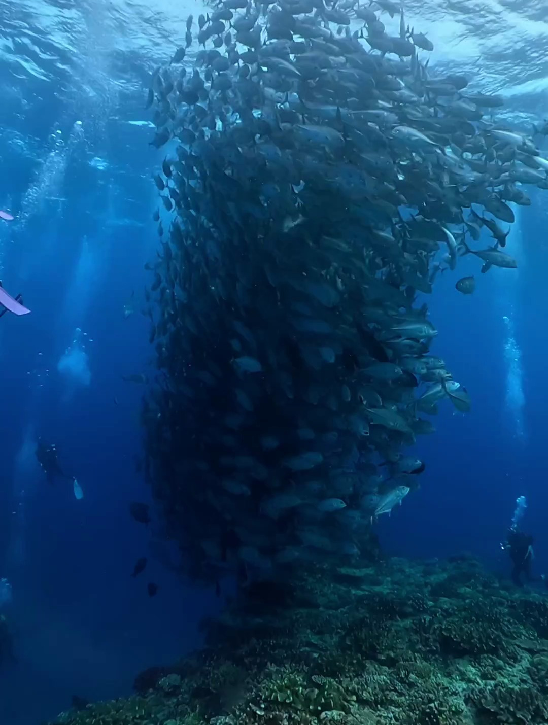 海中鱼群形成庞大的漩涡