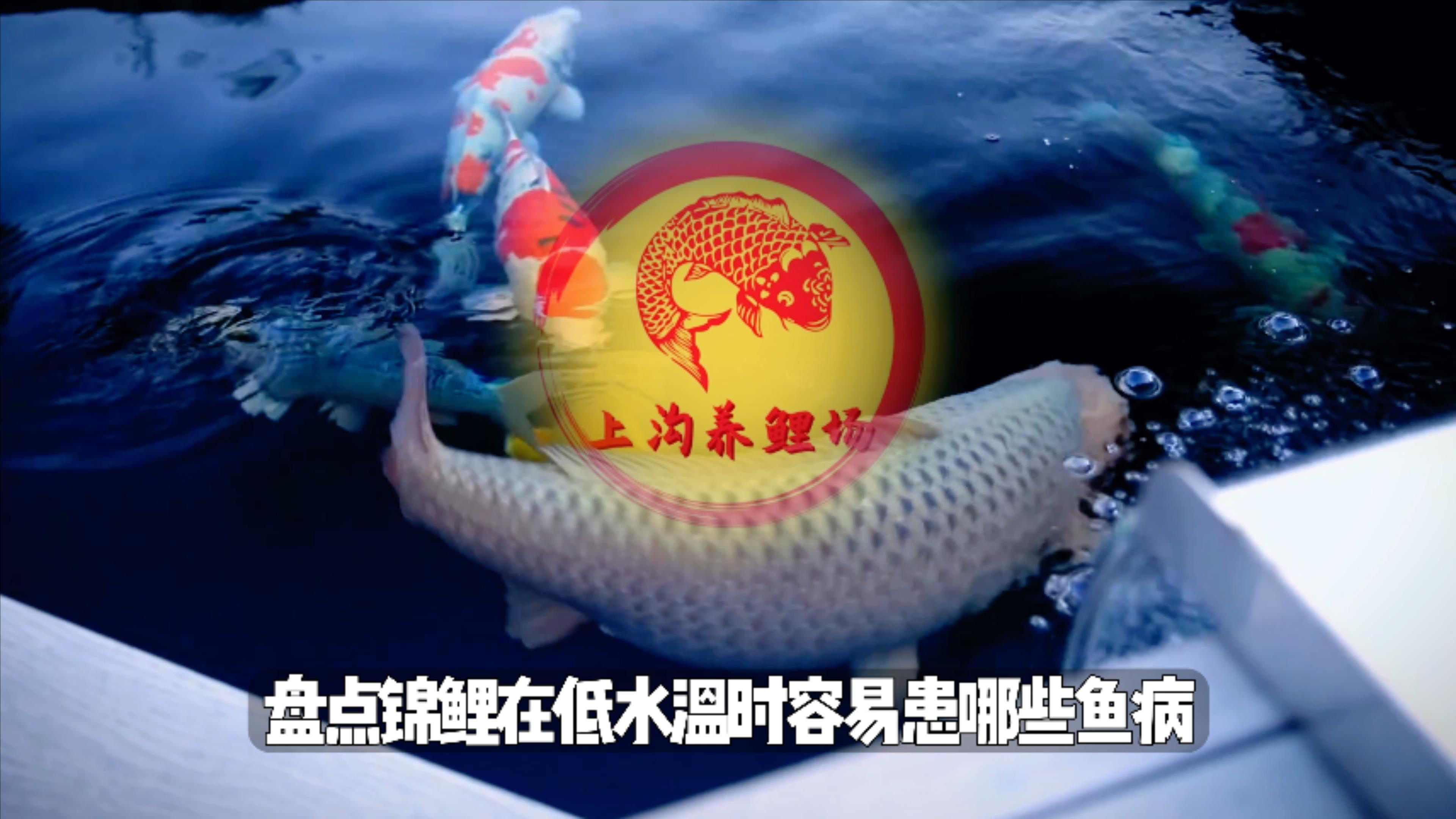 锦鲤在低水温也会患鱼病吗?盘点锦鲤低水温容易患哪些鱼病?