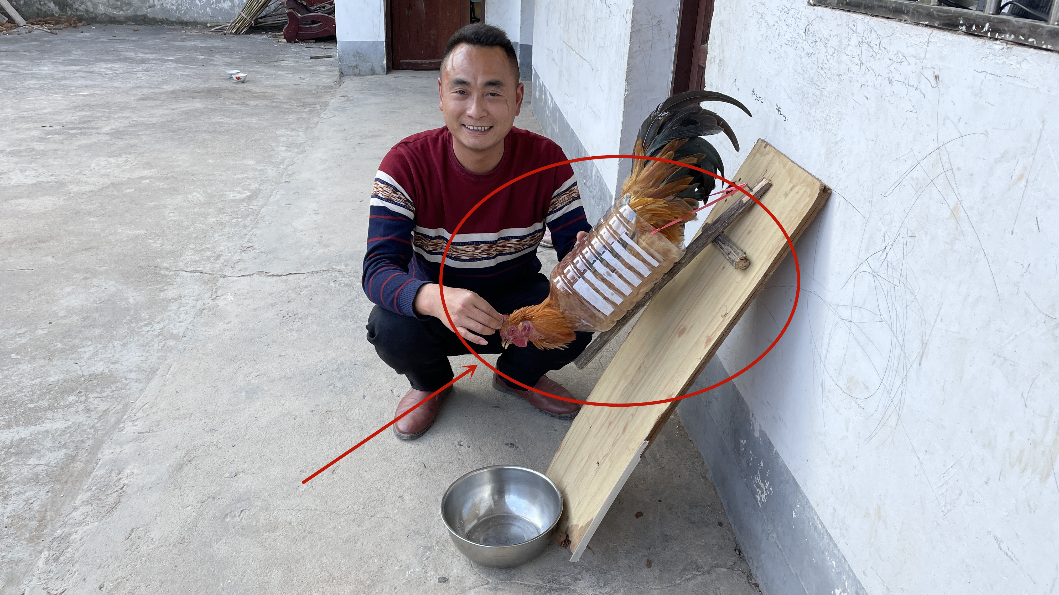 小伙发明了一种“杀”鸡实用神器,这方法太牛了,很多人都没见过