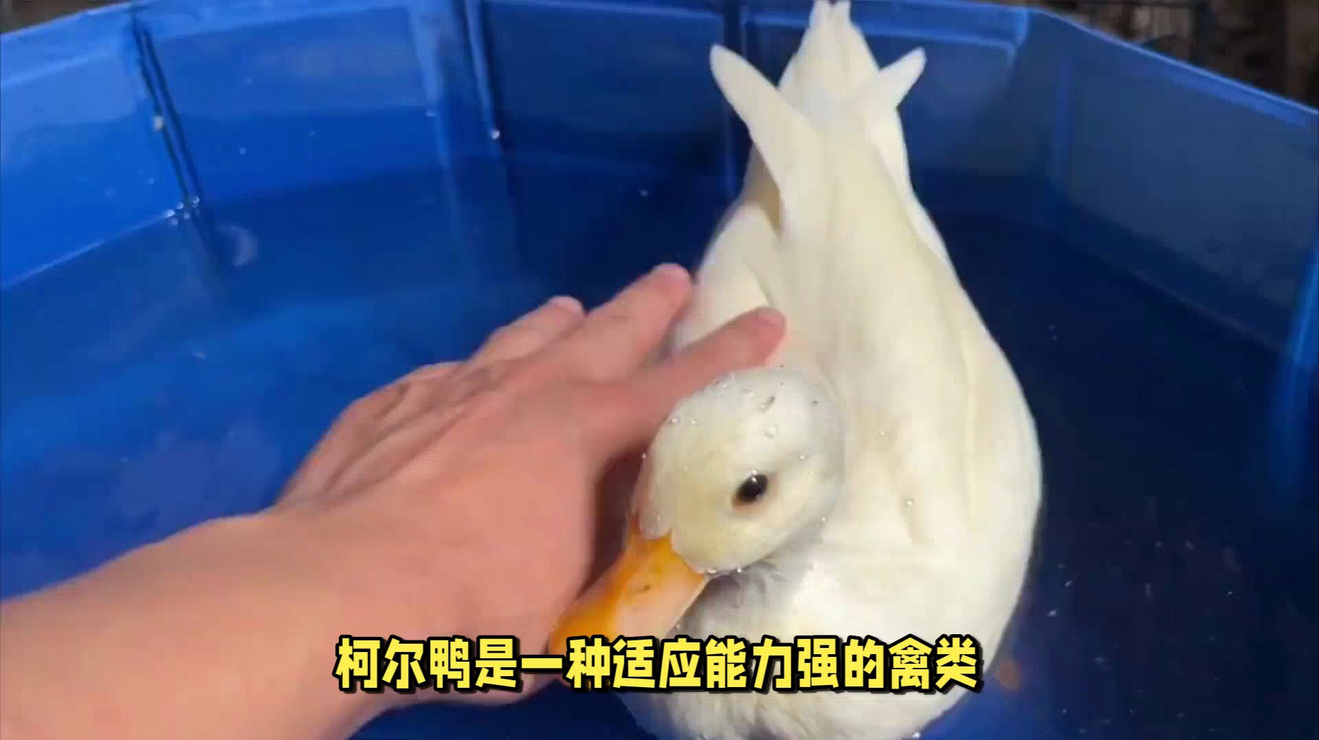 柯尔鸭的饲养方法