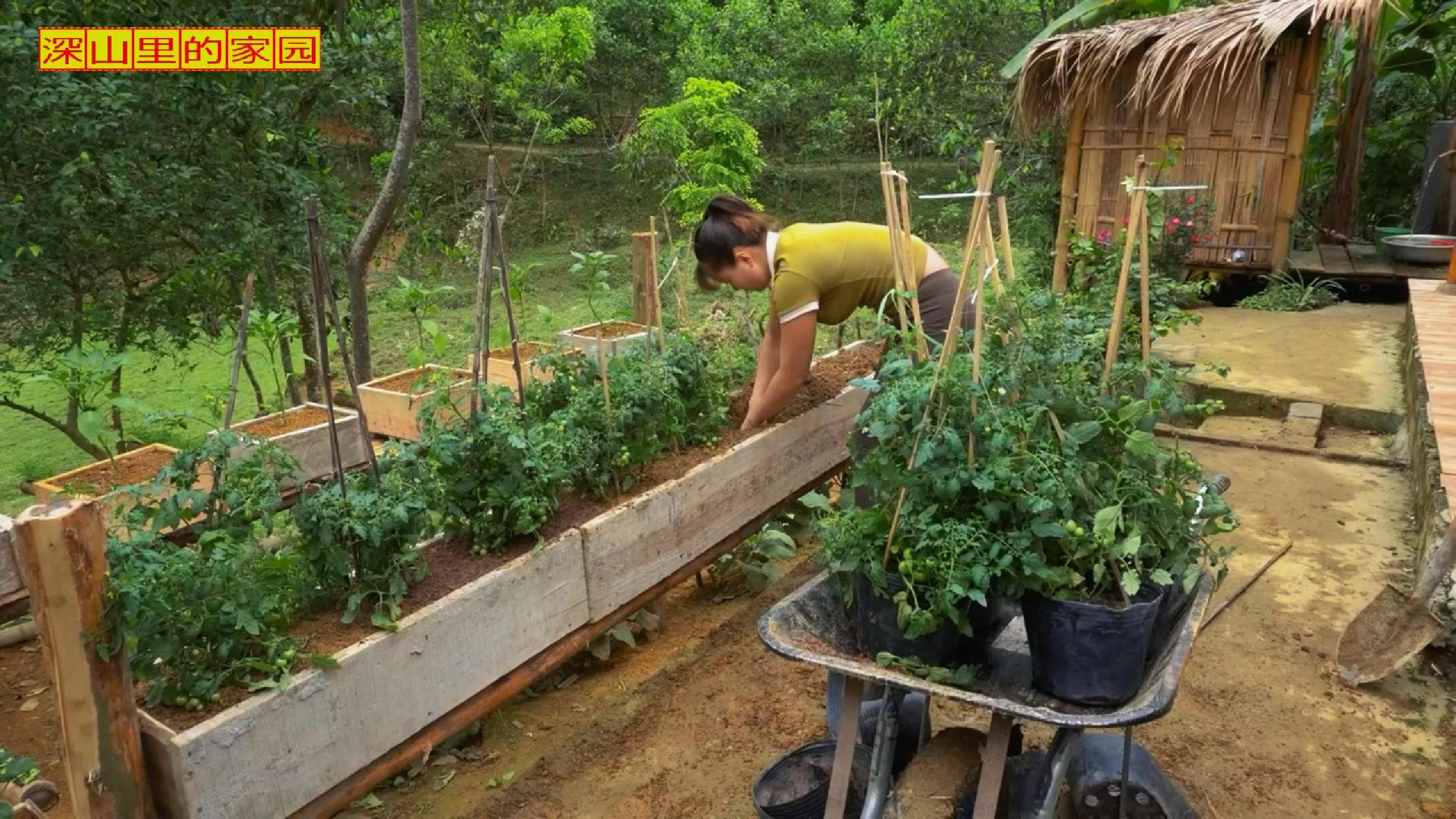 这才是真正的种菜狂魔!这么发展下去,以后连房顶也会瓜果飘香吧