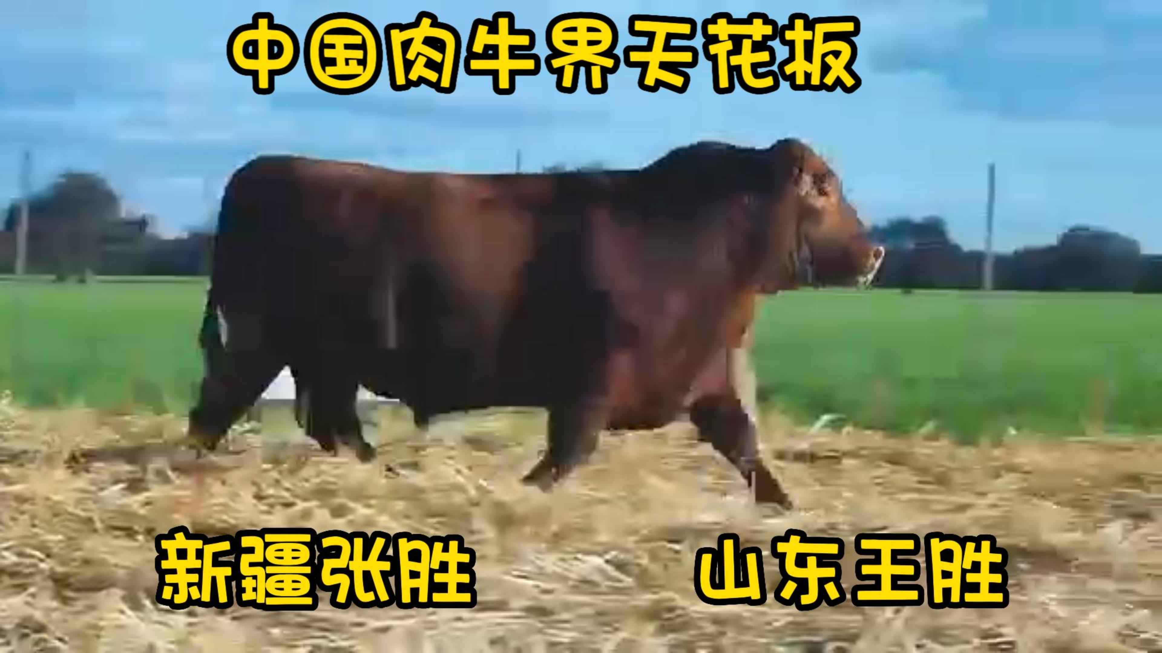 养肉牛,找胜伟,胜伟安格斯“碱地和牛”!