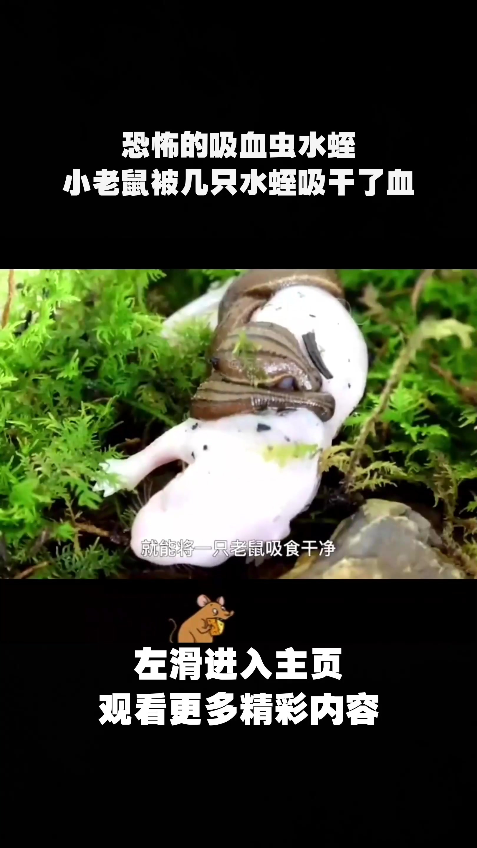 恐怖的吸血虫水蛭,小老鼠被几只水蛭吸干了血