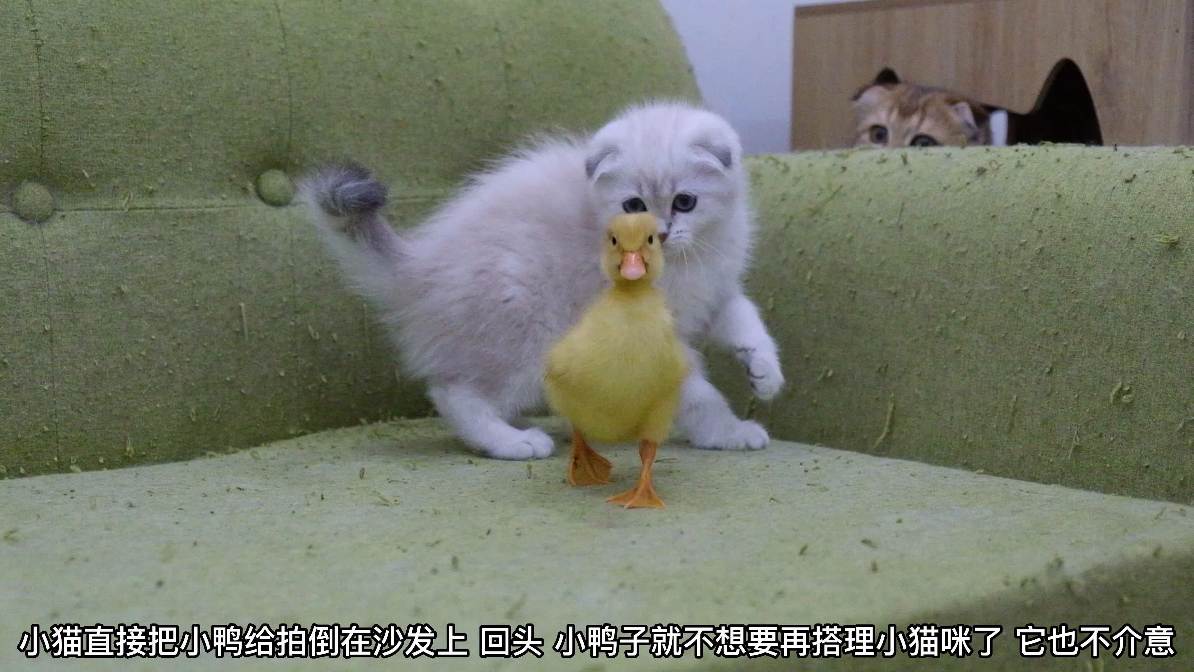 小猫把小鸭拍倒在沙发上,回头,小鸭子就不想理它了