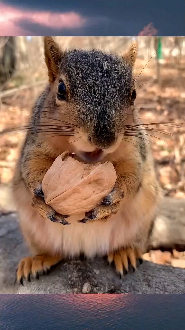 奇趣原来松鼠是这样吃核桃的近距离拍到这一幕真是长见识了
