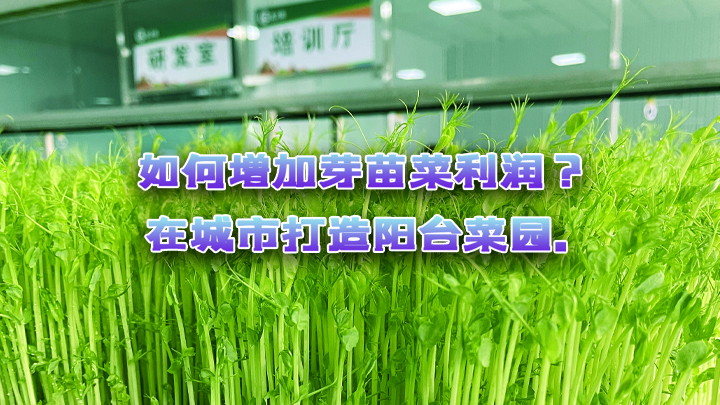 如何增加芽苗菜利润?在城市打造阳台菜园