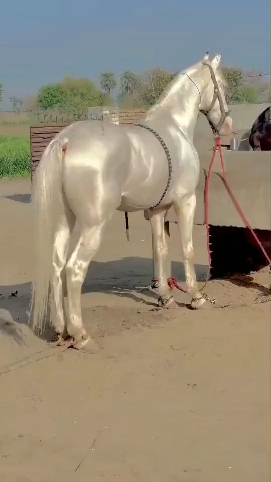 开眼!这是一匹真正的土库曼斯坦汗血宝马!