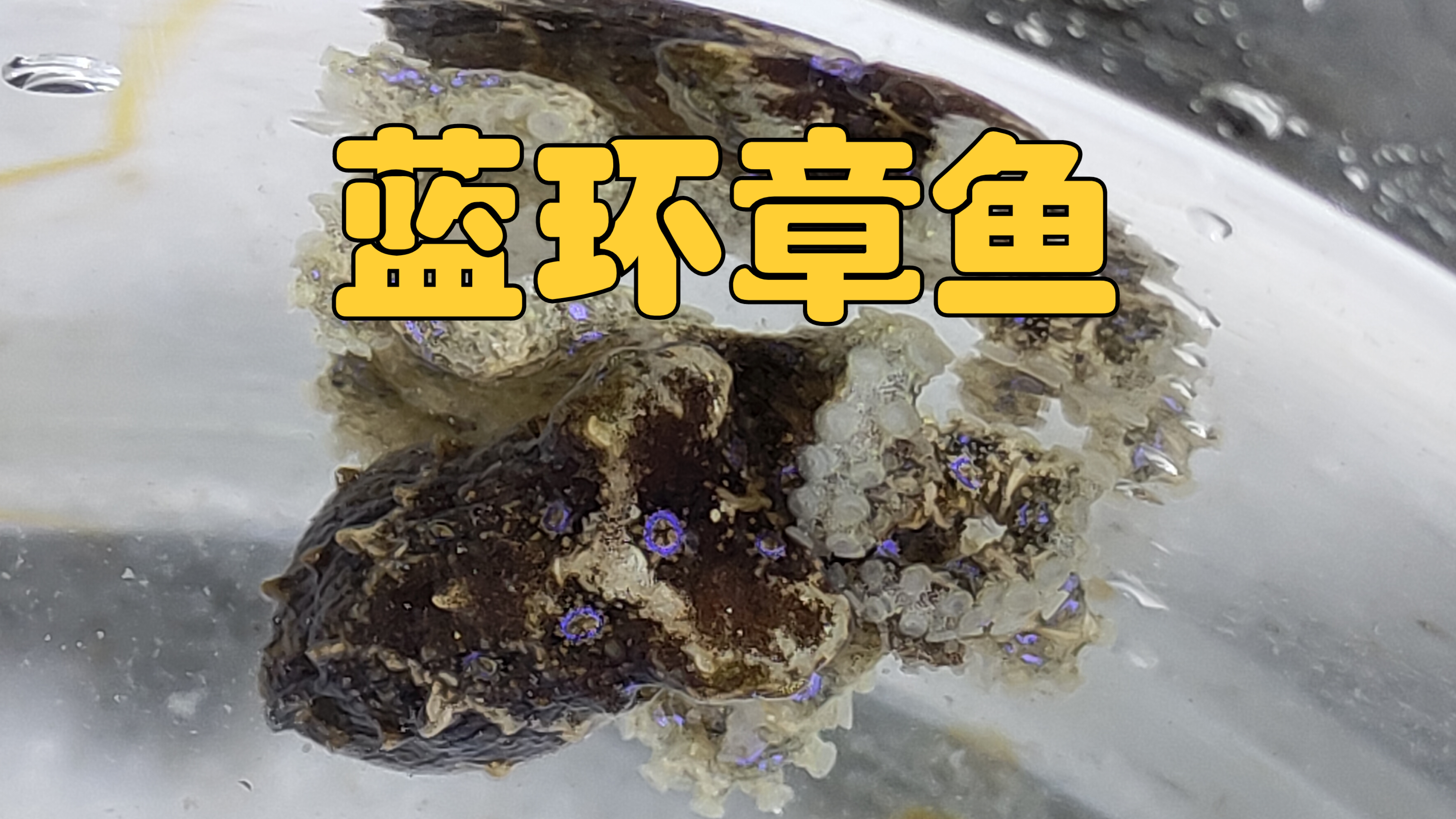 网友竟想吃蓝环章鱼,被我狠狠制止!好心收留了它