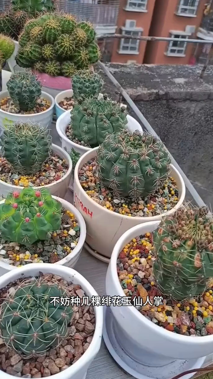 绯花玉仙人球耐热耐寒耐贫瘠,不需要过多打理也能长得很好