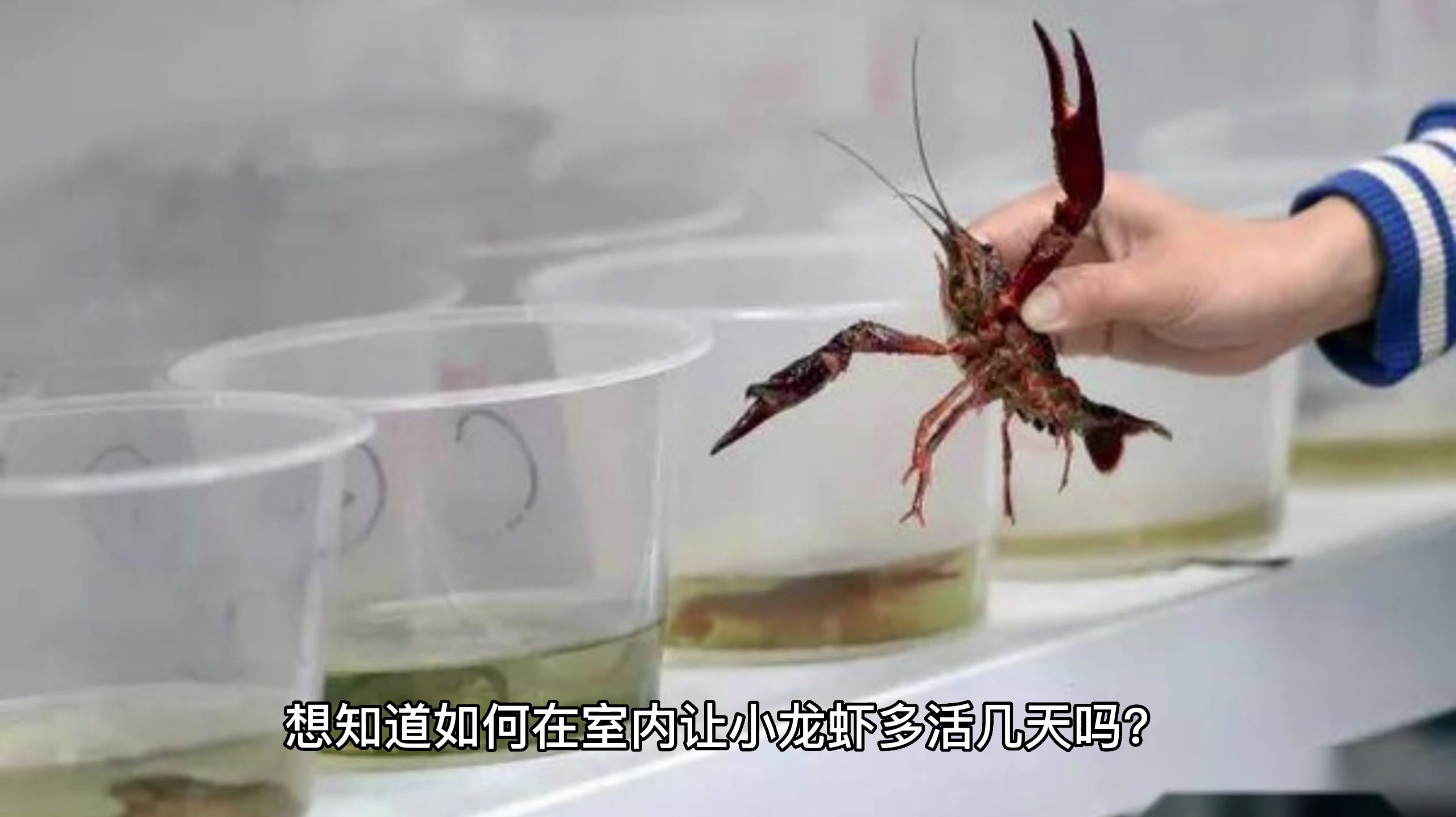 小龙虾在家怎么能多养几天