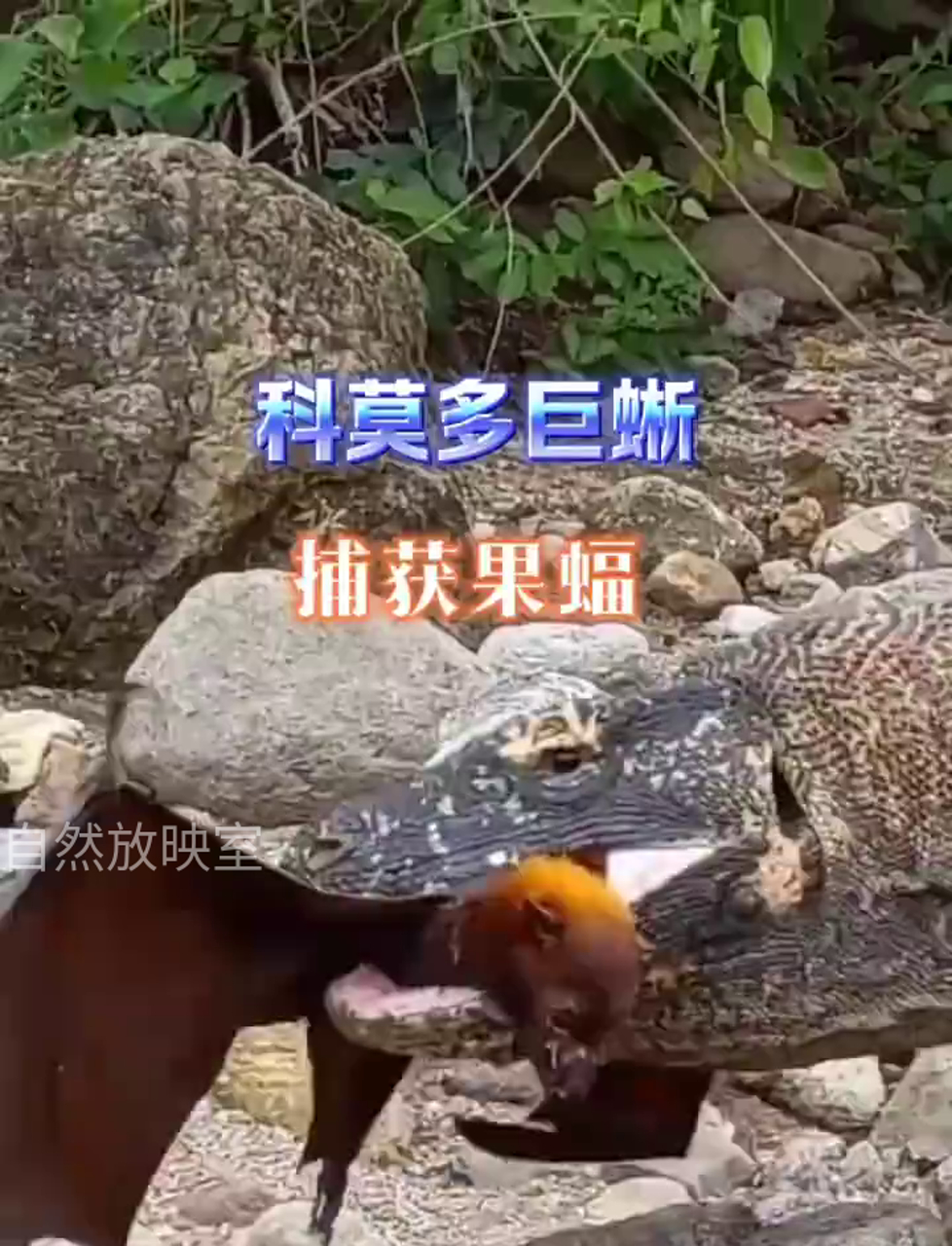 吃果子的蝙蝠被科莫多龙逮个正着,一口吞下肚!