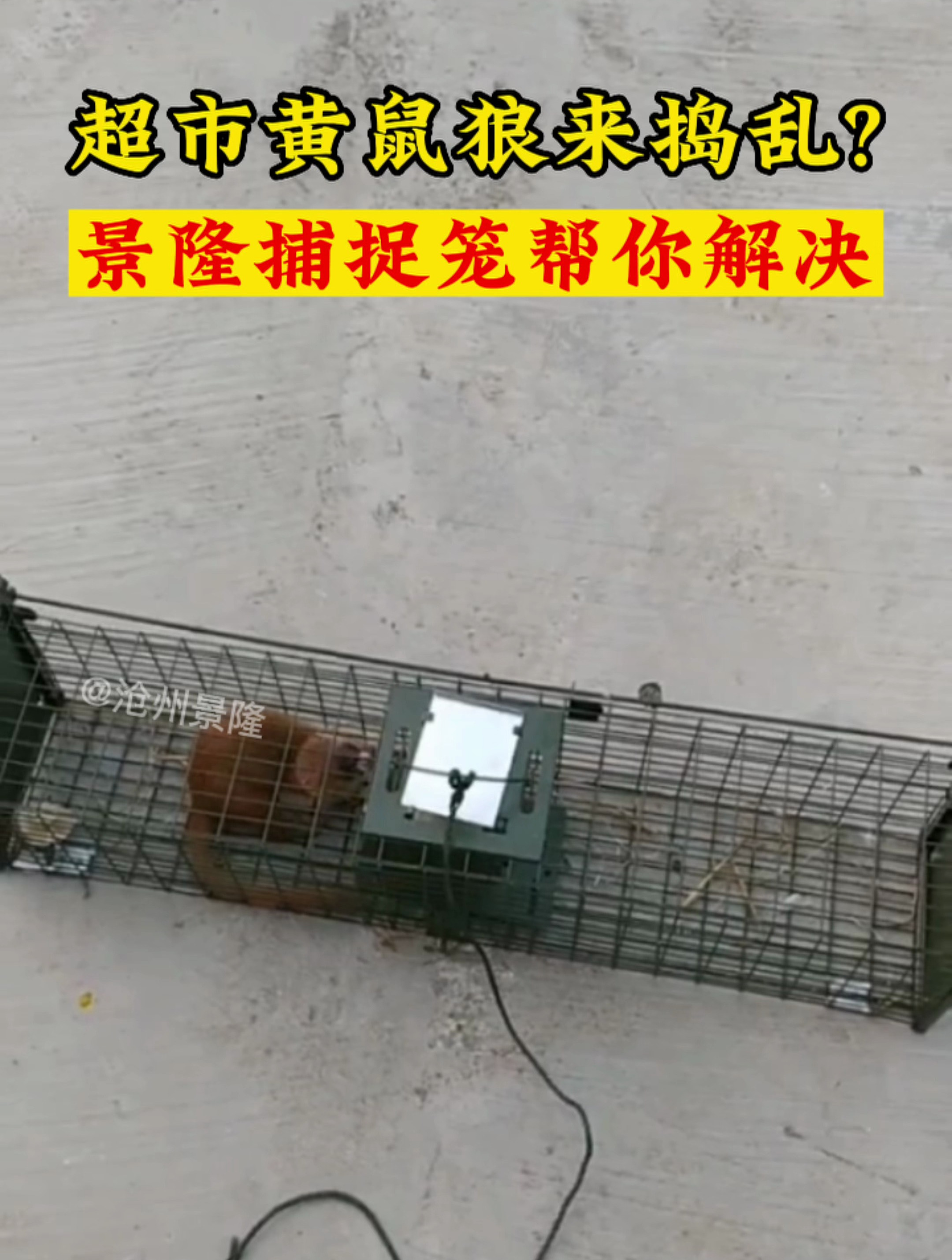 超市黄鼠狼来捣乱?景隆捕捉笼帮你解决