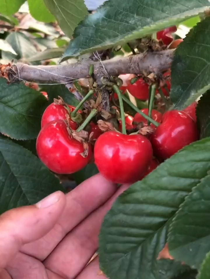 晚熟塔玛拉大樱桃结果状 晚熟个大 樱桃苗